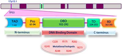 Recent findings on the role of wild-type and mutant p53 in cancer development and therapy